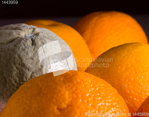 Image of Macro image of orange with mold