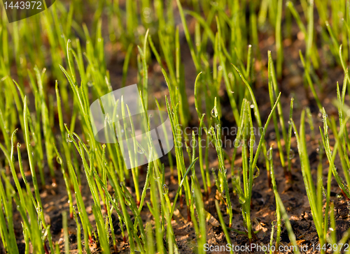 Image of Newly planted grass seeds start to grow