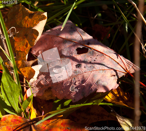 Image of Macro image of fall leave with droplet