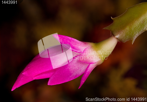 Image of Christmas Cactus Flower 