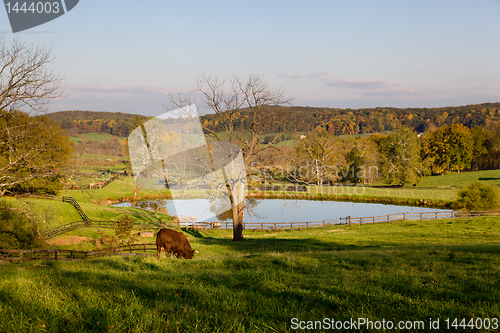 Image of Bull grazes in meadow by lake in fall