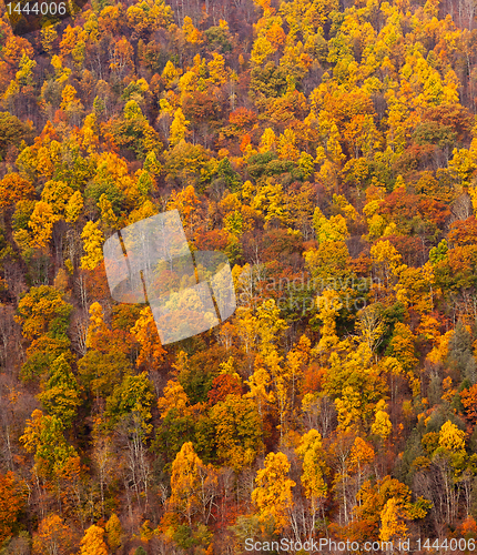 Image of Colorful fall foliage on hillside