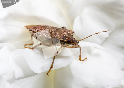 Image of Stink or shield bug on carnation
