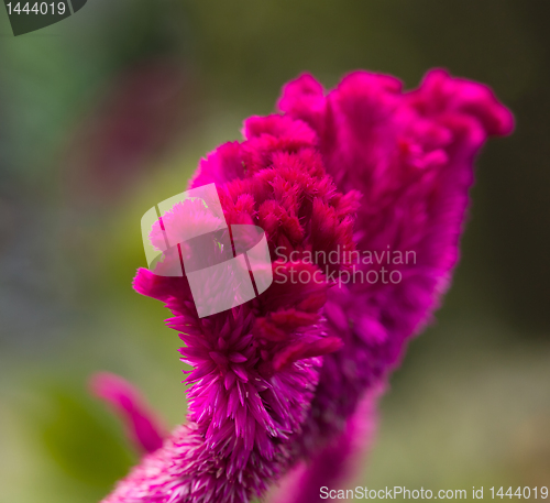 Image of Bright red cockscomb flowers