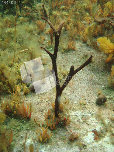 Image of Sea Weed