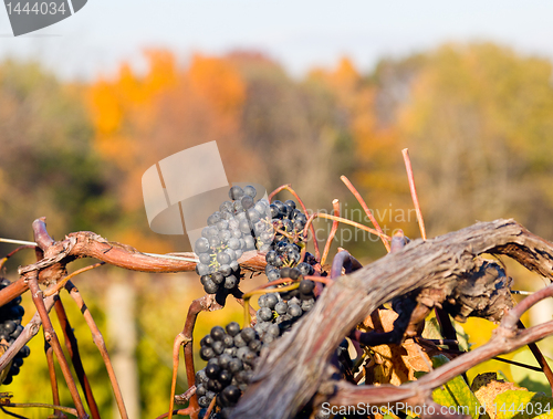 Image of Vineyard row leads to fall trees
