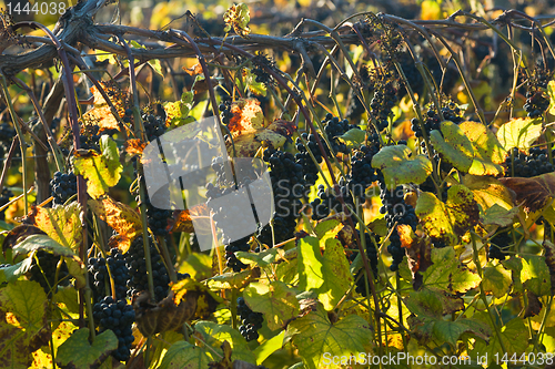 Image of Vineyard row in late October