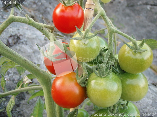 Image of Tomato