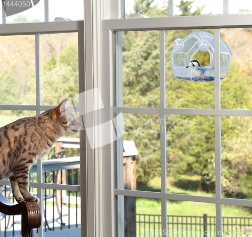 Image of Cat watching bird on feeder