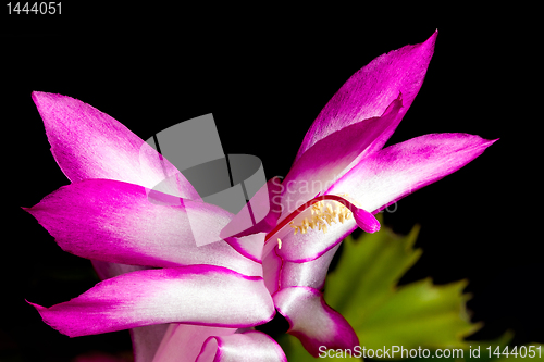 Image of Christmas Cactus Flower 
