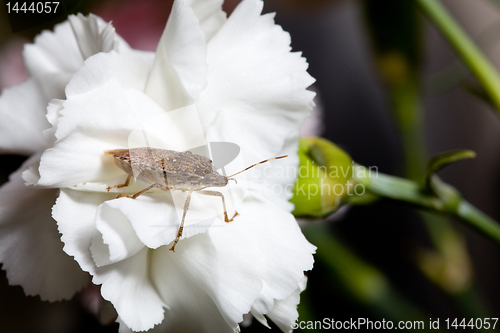 Image of Stink or shield bug on carnation