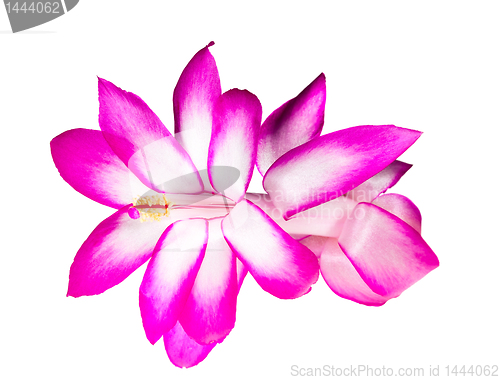 Image of Christmas Cactus Flower 