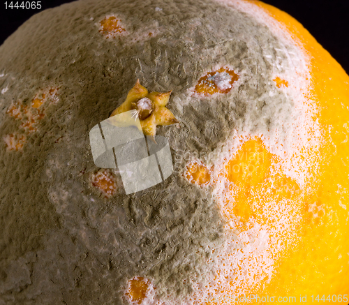 Image of Macro image of orange with mold
