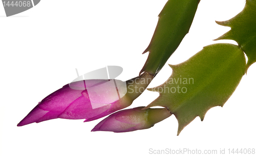 Image of Christmas Cactus Flower 