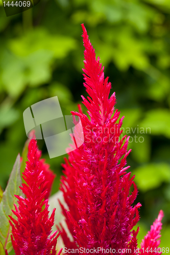 Image of Bright red cockscomb flowers