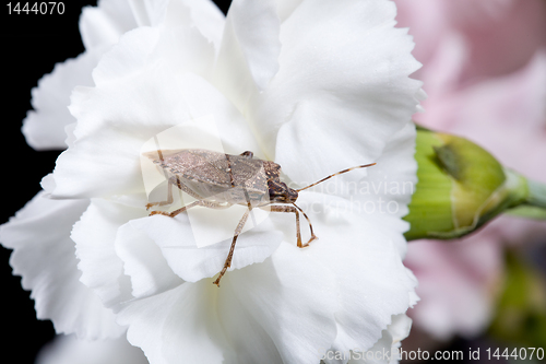 Image of Stink or shield bug on carnation