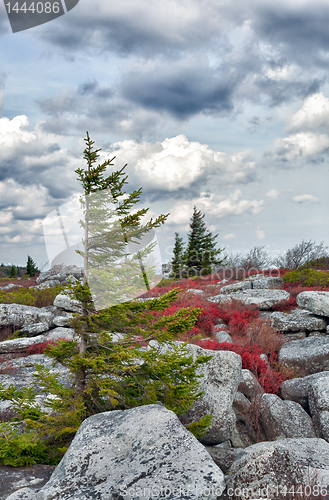 Image of Windswept pine tree in rocky landscape