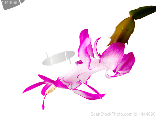 Image of Christmas Cactus Flower 