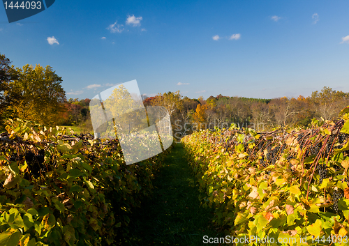 Image of Vineyard row leads to fall trees