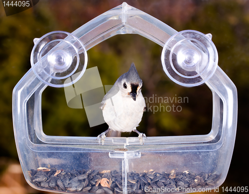 Image of Tufted Titmouse on feeder