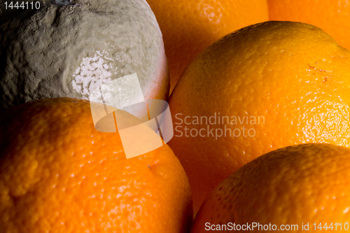 Image of Macro image of orange with mold