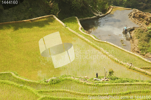 Image of Ricefield