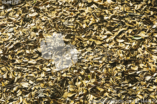 Image of Dry Leaves