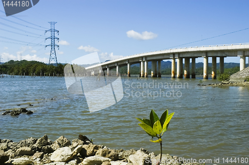 Image of Mangrove Seedling