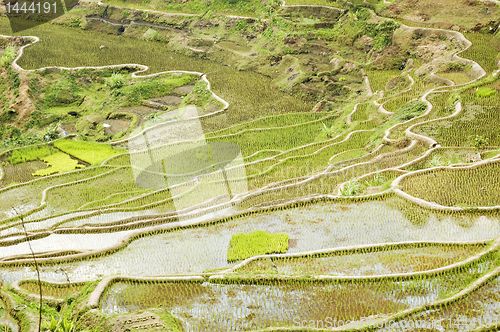Image of Banaue Rice Terraces