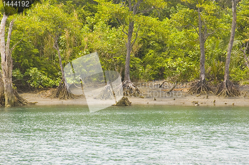 Image of Mangrove Forest