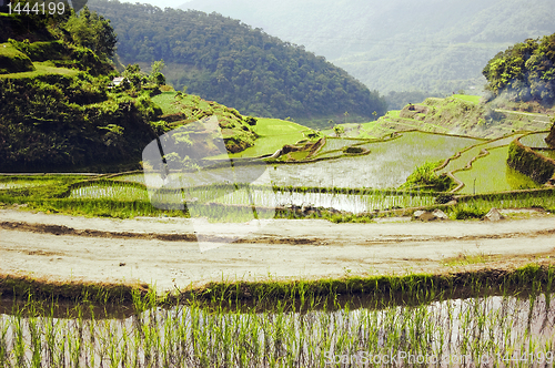 Image of Ricefield