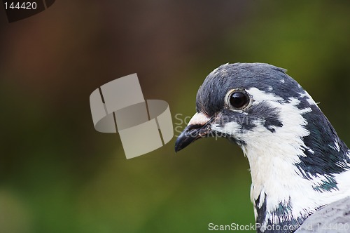 Image of Bird