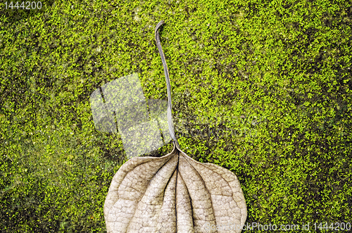 Image of Peppermint Leaf on Moss