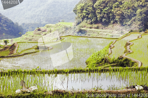 Image of Ricefield