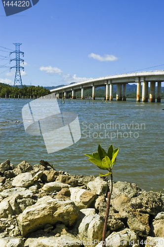 Image of Mangrove