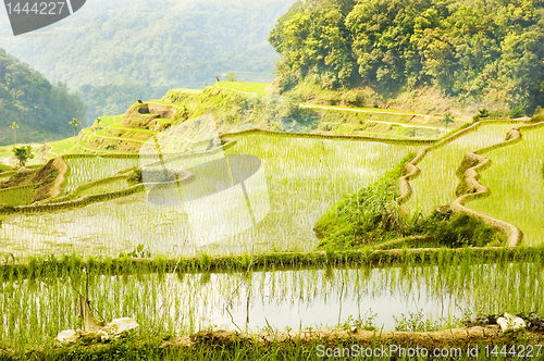 Image of Banaue