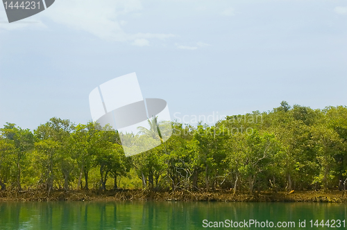 Image of Mangrove