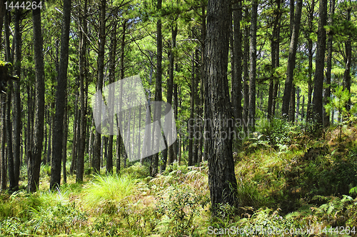 Image of Pine Trees