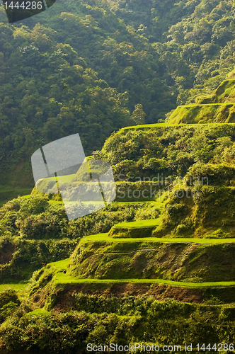 Image of Hapao Rice Terraces