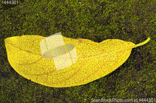 Image of Avocado Leaf