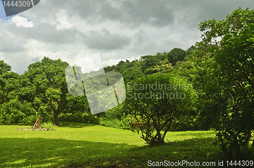 Image of Mango Orchard