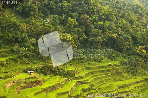 Image of Banaue Rice Terraces