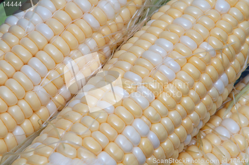 Image of corn