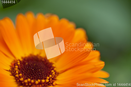 Image of Orange flower on green background