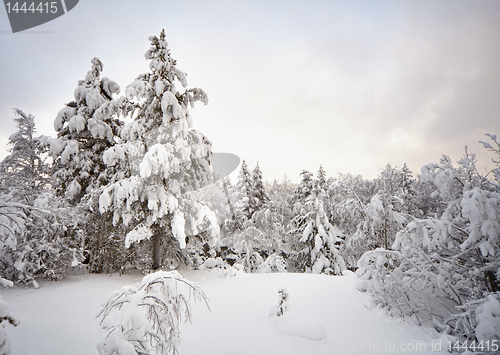 Image of Winter pine forest landscape