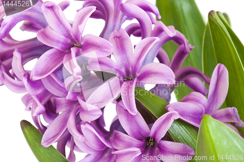 Image of Hyacinth (Hyacinthus)