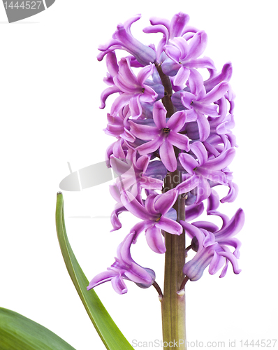 Image of Hyacinth (Hyacinthus)