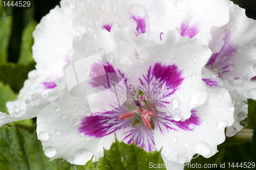 Image of Pelargonium