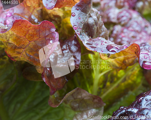 Image of Red Leaf Lettuce