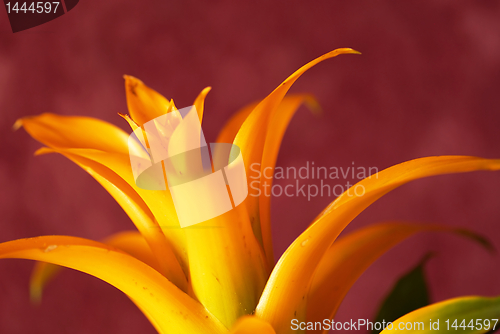 Image of Yellow bromelia